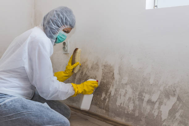 Best Black Mold Removal  in Easton, PA