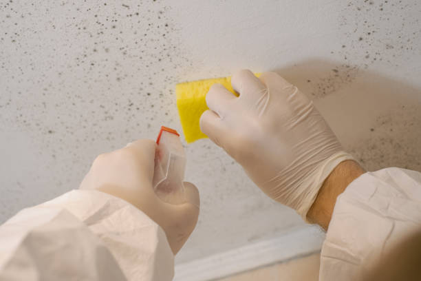 Best Attic Mold Removal  in Easton, PA