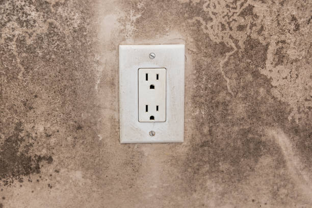 Best Emergency Mold Remediation  in Easton, PA