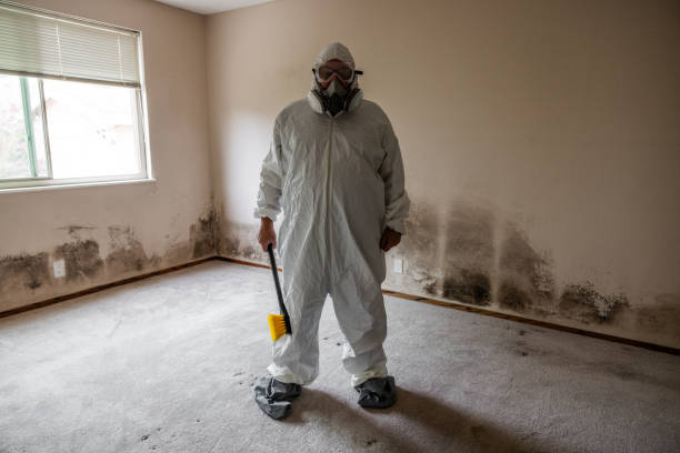 Best Mold Odor Removal Services  in Easton, PA