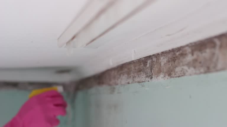 Dehumidification Services in Easton, PA