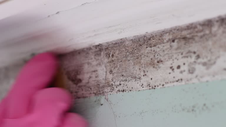 Trusted Easton, PA Mold Removal Experts